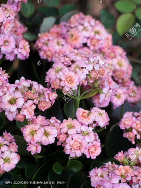 長壽 花|长寿花（景天科伽蓝菜属植物）